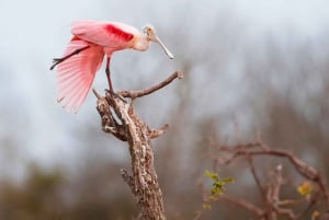 Tamarindo: Tamarindo Estuary Boat Tour with Naturalist Guide