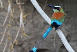 Tamarindo: Tamarindo Estuary Boat Tour with Naturalist Guide