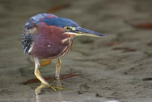 Tamarindo: Tamarindo Estuary Boat Tour with Naturalist Guide