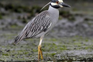 Tamarindo: Tamarindo Estuary Boat Tour with Naturalist Guide