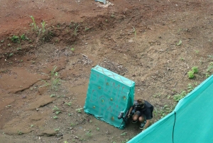 Tamarindo: porywająca zabawa w paintballa w dżungli