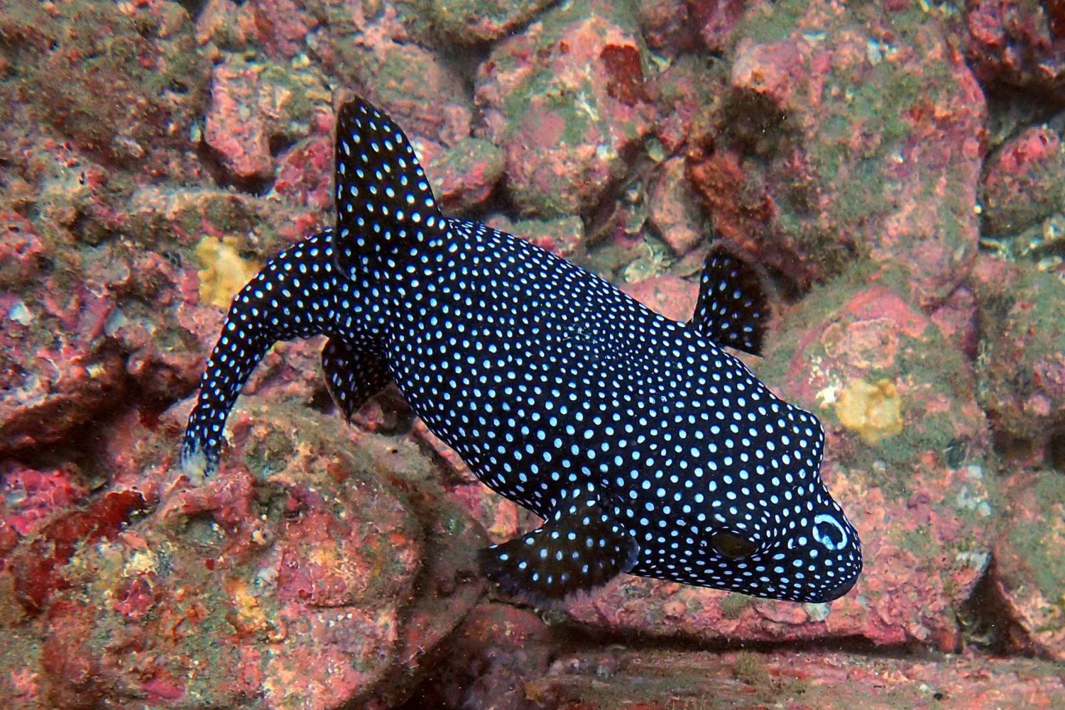 Tamarindo: Guidad snorklingstur med observation av marint liv