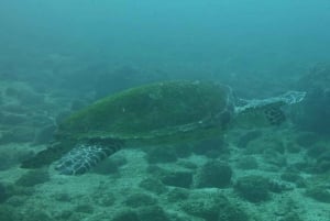 Tamarindo: Guided Snorkeling Tour with Marine Life Spotting