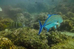 Tamarindo: Guided Snorkeling Tour with Marine Life Spotting