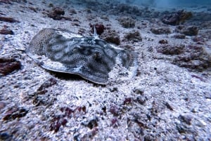 Tamarindo: Excursión guiada de snorkel con avistamiento de vida marina