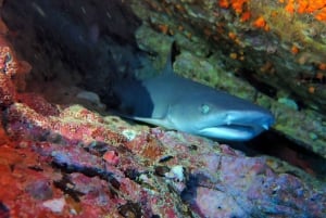 Tamarindo: Excursión guiada de snorkel con avistamiento de vida marina