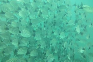 Tamarindo: Excursión guiada de snorkel con avistamiento de vida marina