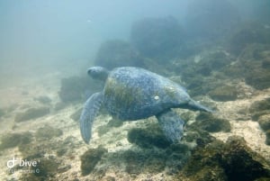 Tamarindo: Excursión guiada de snorkel con avistamiento de vida marina