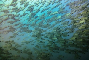 Tamarindo: Guidad snorklingstur med observation av marint liv