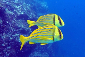 Tamarindo: Guidad snorklingstur med observation av marint liv