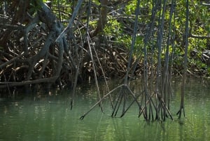 Tamarindo: Excursión en kayak por los manglares con monos aulladores