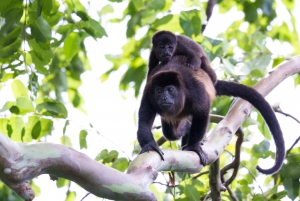 Tamarindo: Excursión en kayak por los manglares con monos aulladores