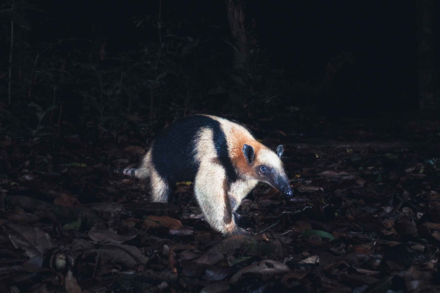 Ночная прогулка по Тамариндо