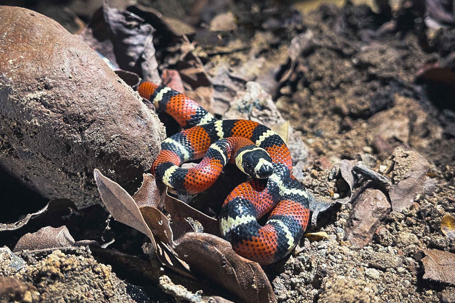 Ночная прогулка по Тамариндо