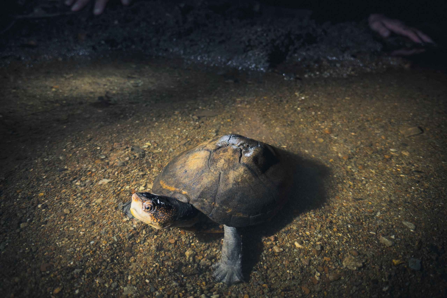 Ночная прогулка по Тамариндо