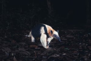 Tamarindo Night Walk