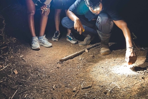 Tamarindo Night Walk