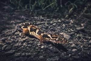 Tamarindo Night Walk