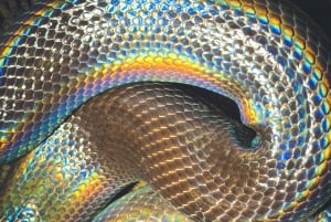 Tamarindo Night Walk