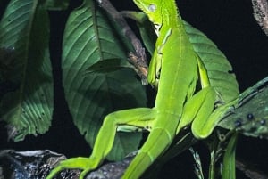 Tamarindo Night Walk