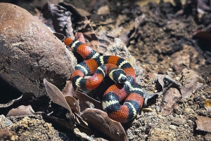 Ночная прогулка по Тамариндо