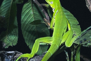 Ночная прогулка по Тамариндо