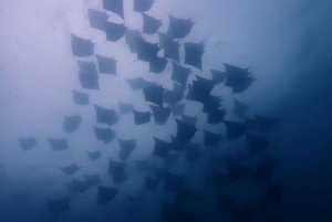 Tamarindo: Privé snorkelboot Charter Guanacaste