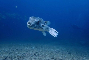 Tamarindo: Privé snorkelboot Charter Guanacaste