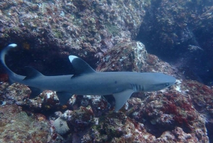 Tamarindo: Privé snorkelboot Charter Guanacaste