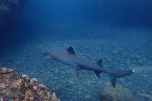 Tamarindo: Privé snorkelboot Charter Guanacaste