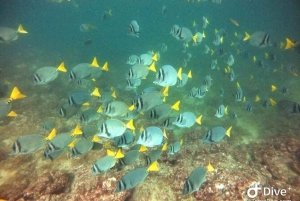 Tamarindo: Privé snorkelboot Charter Guanacaste