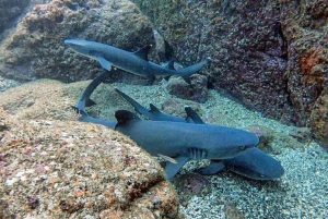 Tamarindo: Privé snorkelboot Charter Guanacaste