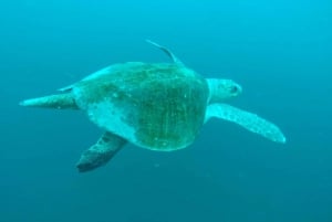 Tamarindo: Snorkeltur med sjøscooter