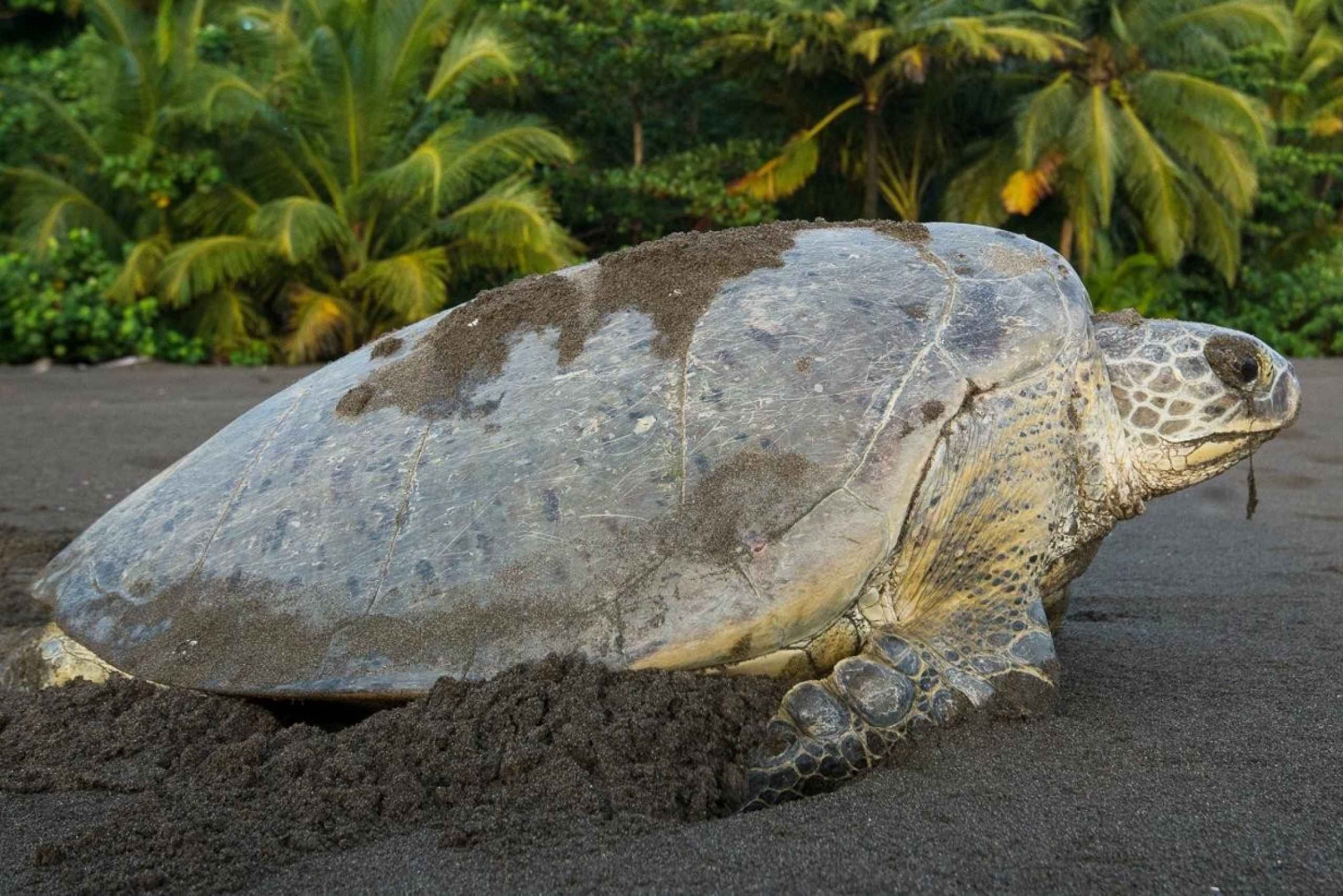 Tamarindo: Schildpaddentocht Tamarindo, Guanacaste, CR