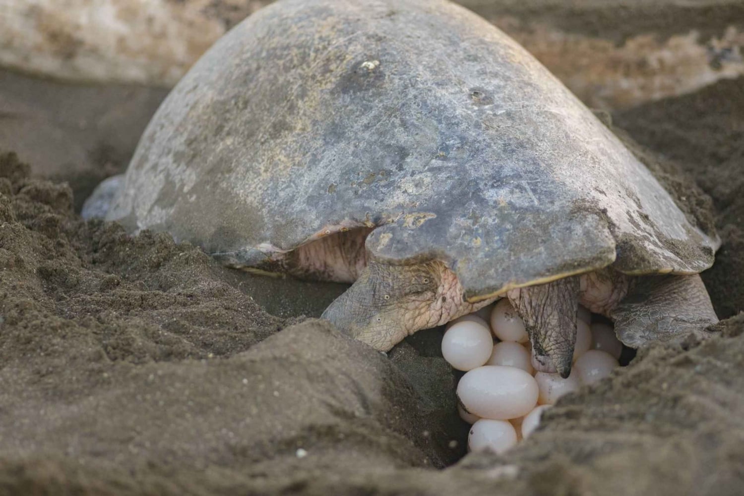 Tamarindo, Guanacaste Tur med sköldpaddsboning Tamarindo, Guanacaste, CR
