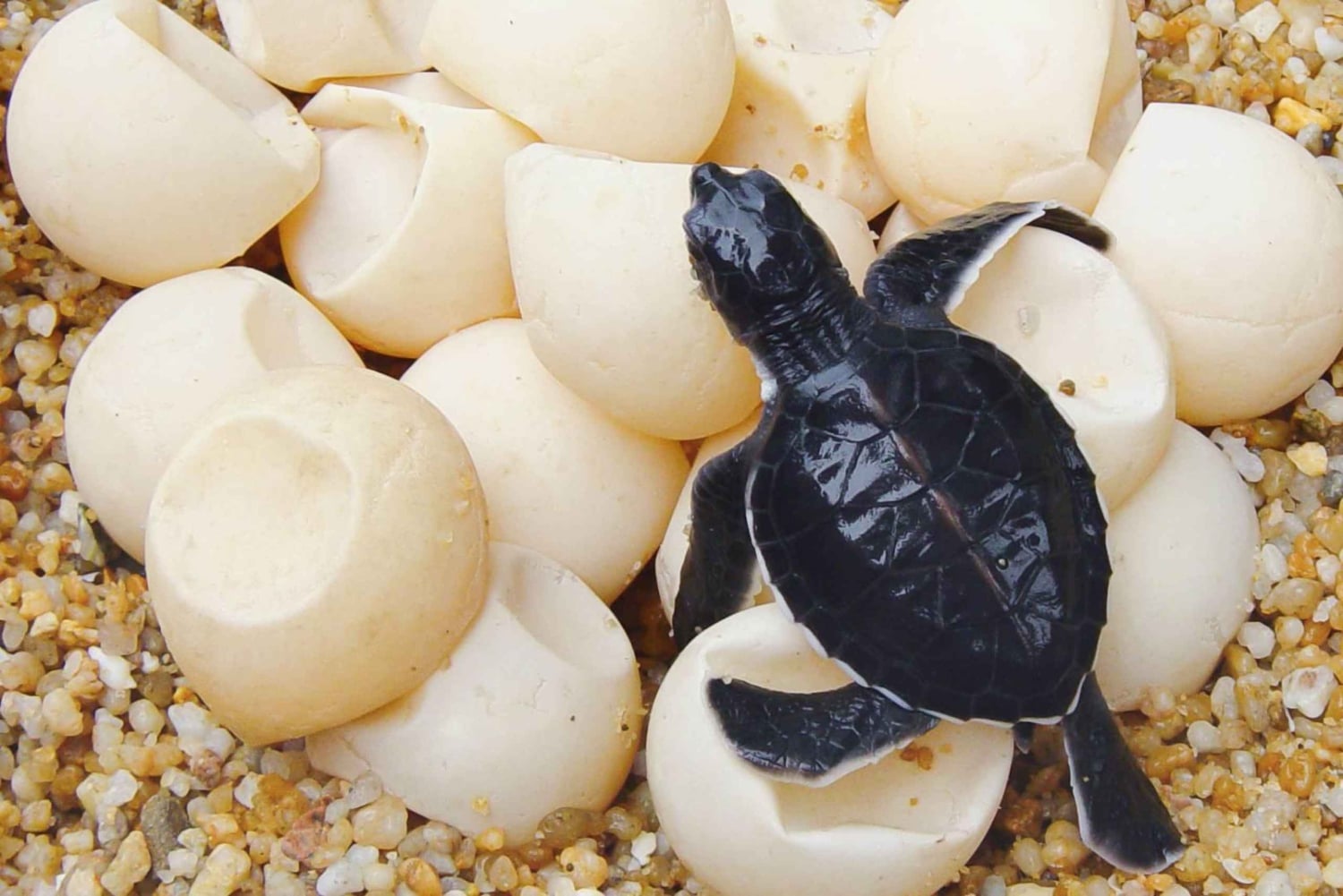 Tamarindo, Guanacaste Tur med sköldpaddsboning Tamarindo, Guanacaste, CR