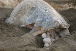 Tamarindo: Schildpaddentocht Tamarindo, Guanacaste, CR