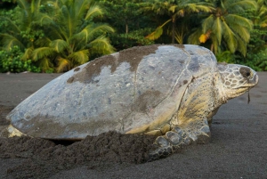 Tamarindo: Schildpaddentocht Tamarindo, Guanacaste, CR