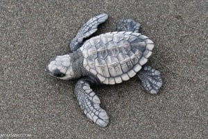 Tamarindo: Schildpaddentocht Tamarindo, Guanacaste, CR