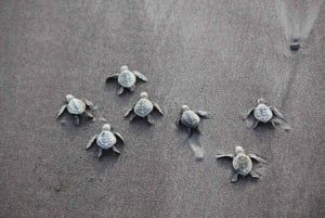 Tamarindo: Schildpaddentocht Tamarindo, Guanacaste, CR