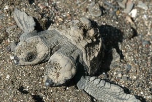 Tamarindo: Schildpaddentocht Tamarindo, Guanacaste, CR