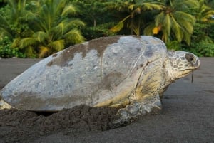 Tamarindo, Guanacaste Tur med sköldpaddsboning Tamarindo, Guanacaste, CR