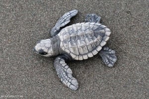 Tamarindo, Guanacaste Tur med sköldpaddsboning Tamarindo, Guanacaste, CR