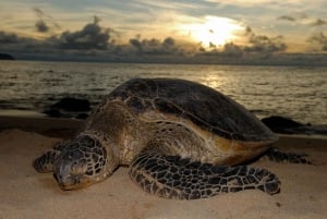 Tamarindo, Guanacaste Tur med sköldpaddsboning Tamarindo, Guanacaste, CR