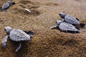Tamarindo, Guanacaste Tur med sköldpaddsboning Tamarindo, Guanacaste, CR