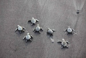 Tamarindo, Guanacaste Tur med sköldpaddsboning Tamarindo, Guanacaste, CR