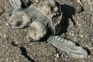 Tamarindo, Guanacaste Tur med sköldpaddsboning Tamarindo, Guanacaste, CR