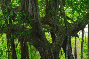 Tarcoles: Combo privétour langs jungle rivier en canopy