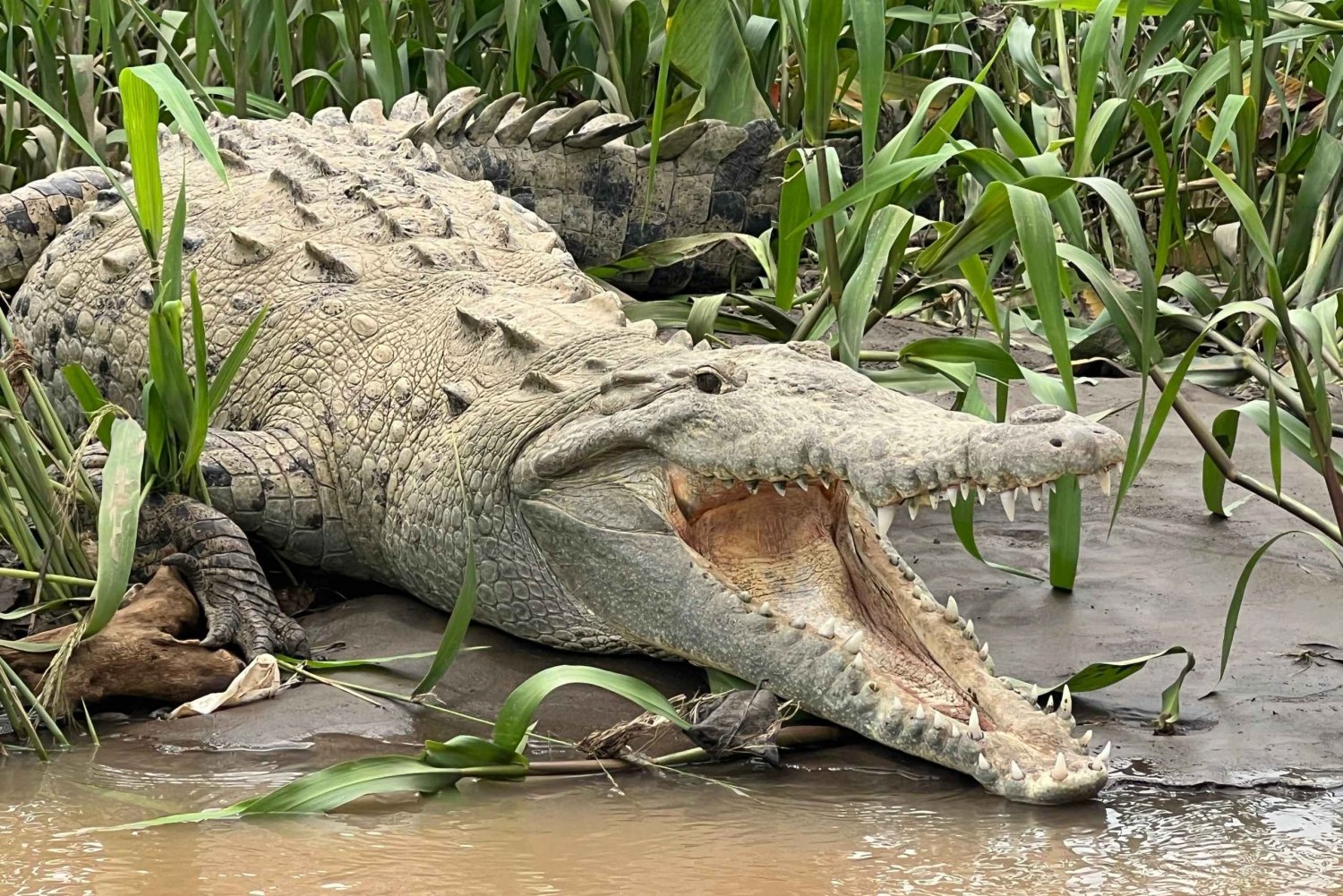 TARCOLES RIVER: JUNGLE CROCODILE SAFARI & BIRD WATCHING TOUR