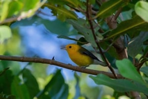 TARCOLES RIVER: JUNGLE CROCODILE SAFARI & BIRD WATCHING TOUR